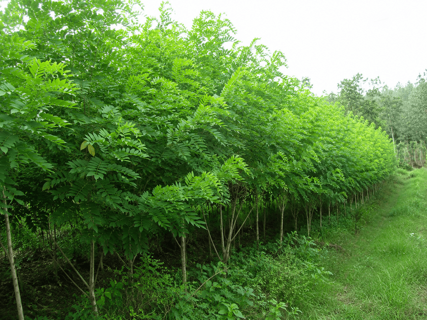 Sustainable wood chips prepared for industrial fuel